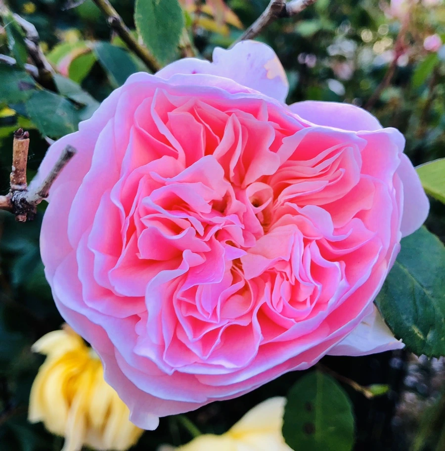 IMG_7800.jpg?type=w966