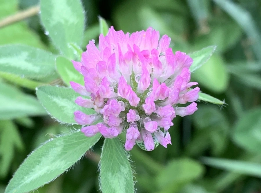 IMG_4466.jpg?type=w966