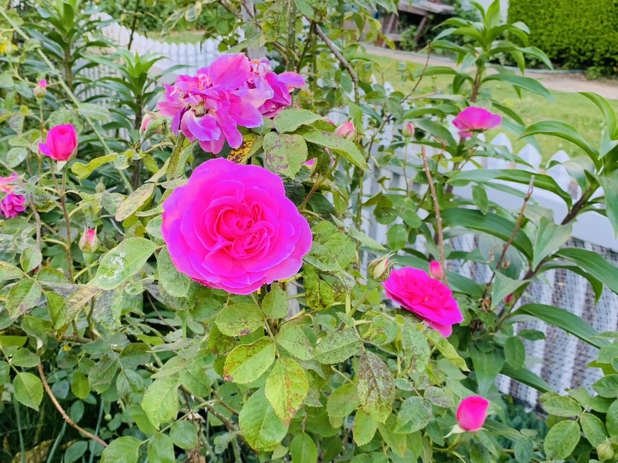 IMG_3578.jpg?type=w966