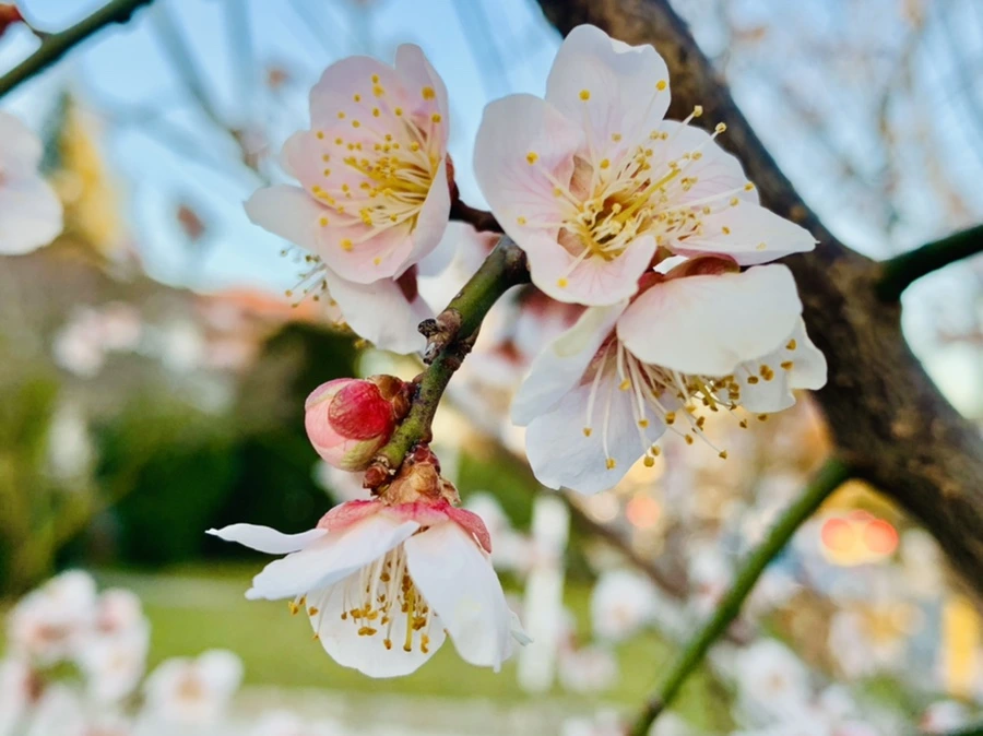 IMG_2225.jpg?type=w966