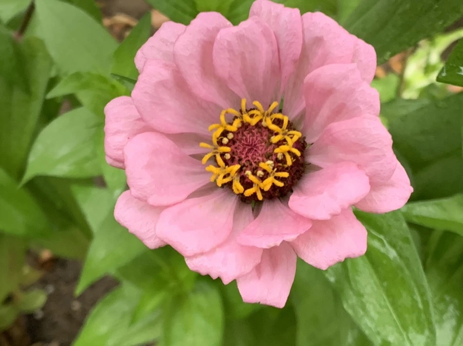 IMG_3654.jpg?type=w966