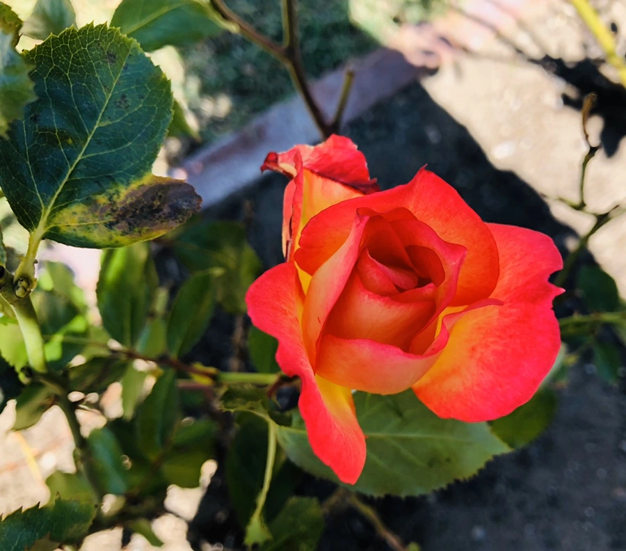 IMG_0911.jpg?type=w966