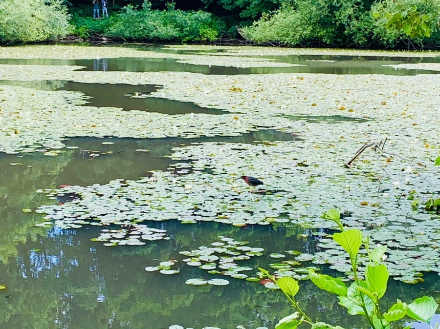 IMG_0717.jpg?type=w966