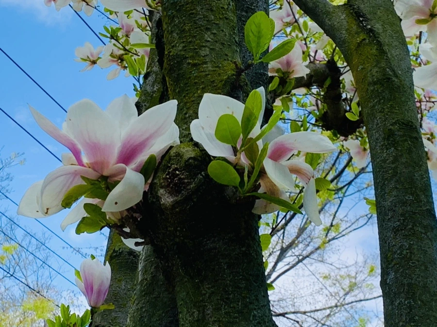 IMG_3896.jpg?type=w966