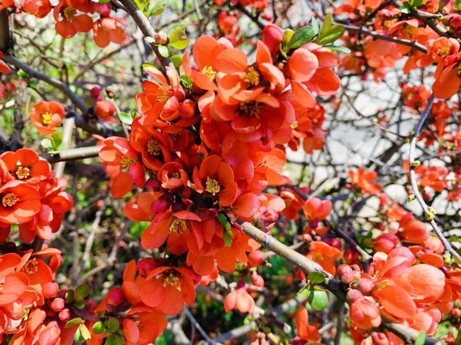 IMG_8486.jpg?type=w966