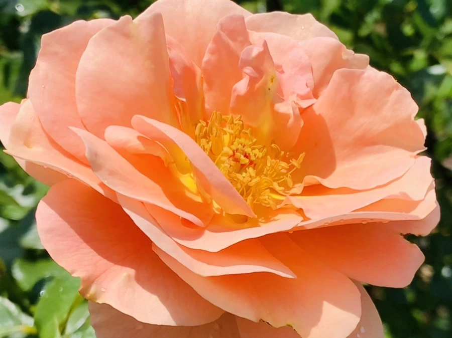 IMG_8502.jpg?type=w966