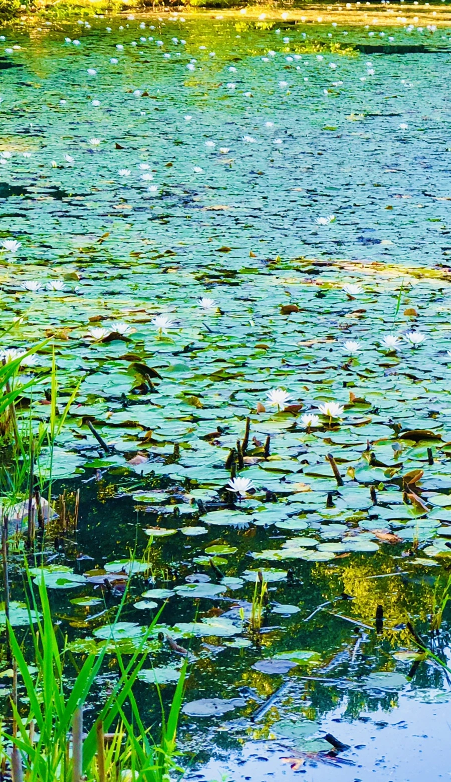 IMG_3771.jpg?type=w966