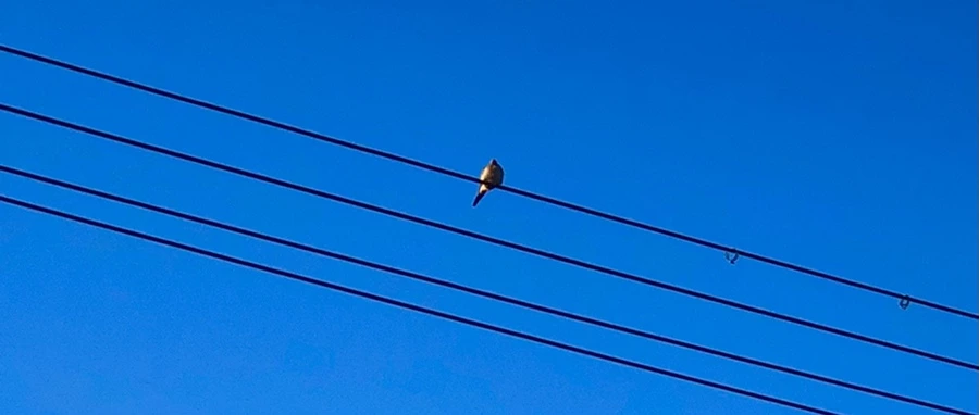 IMG_1163.jpg?type=w966