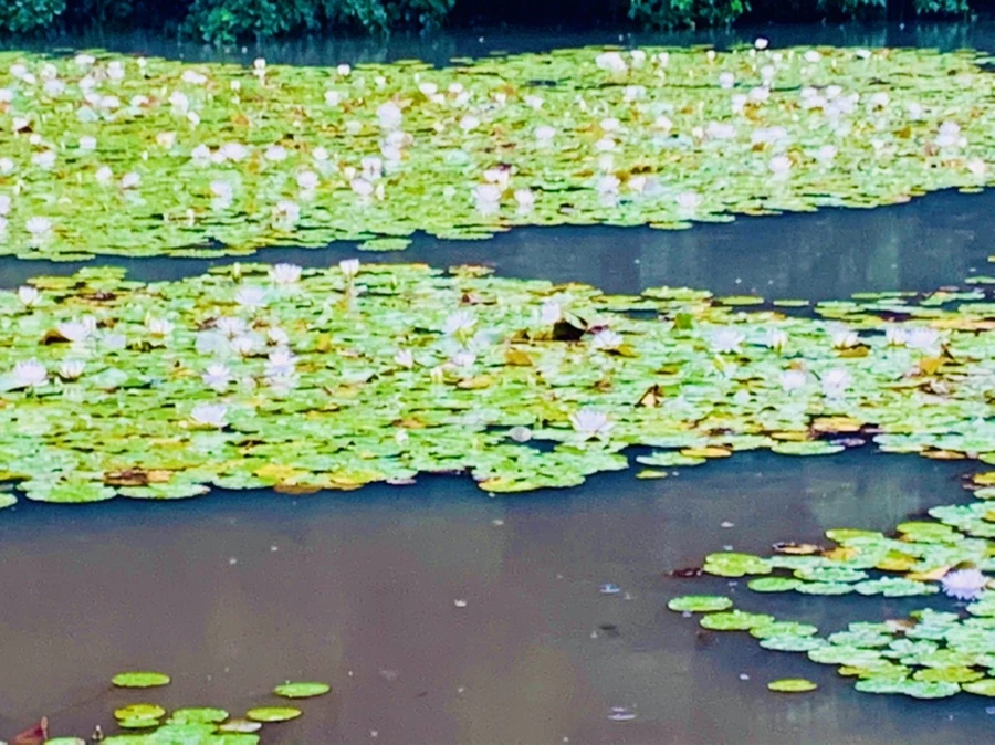 IMG_8357.jpg?type=w966