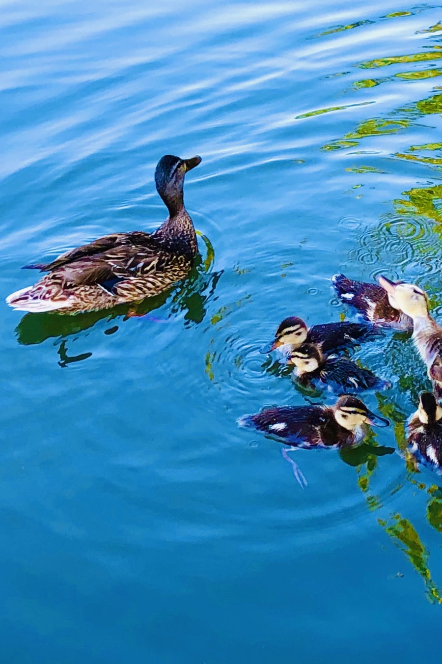 IMG_2668.jpg?type=w966