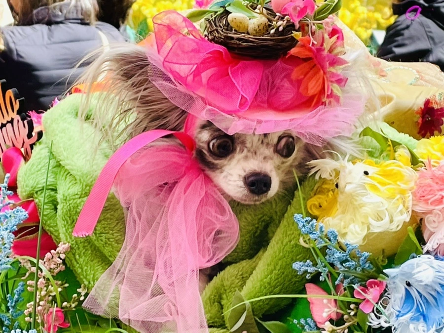 IMG_1001.jpg?type=w966