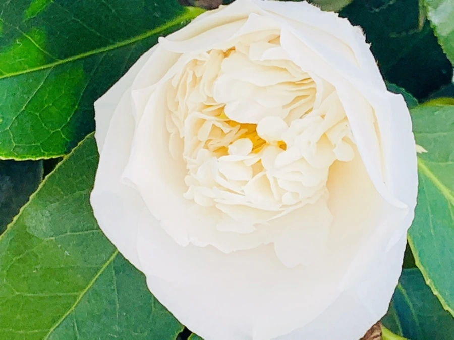 IMG_8603.jpg?type=w966