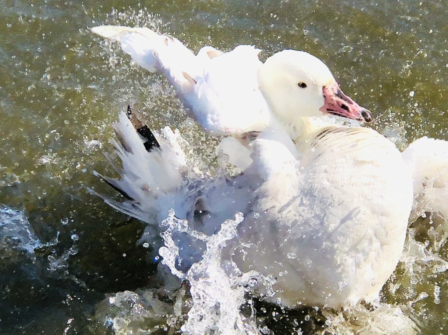 IMG_5374.jpg?type=w966