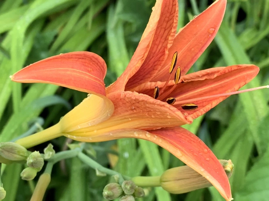 IMG_3588.jpg?type=w966