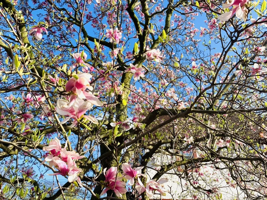 IMG_2678.jpg?type=w966