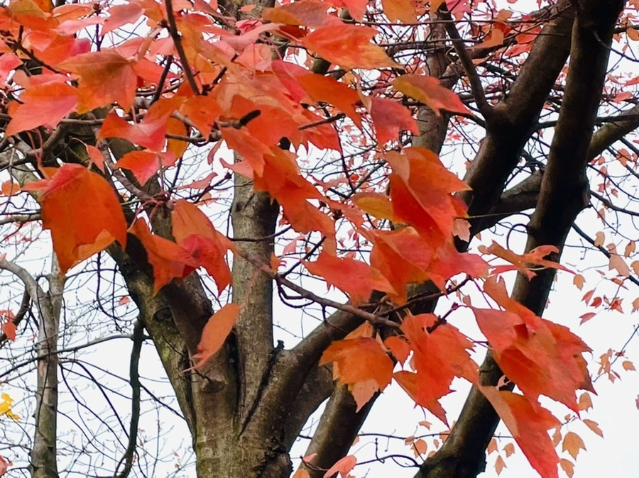 IMG_4462.jpg?type=w966