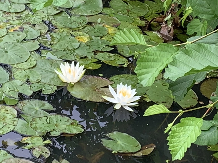 IMG_1625.jpg?type=w966