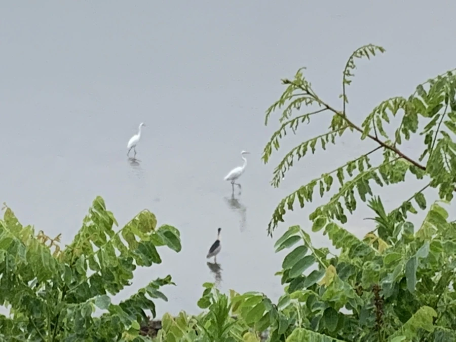 IMG_9716.jpg?type=w966