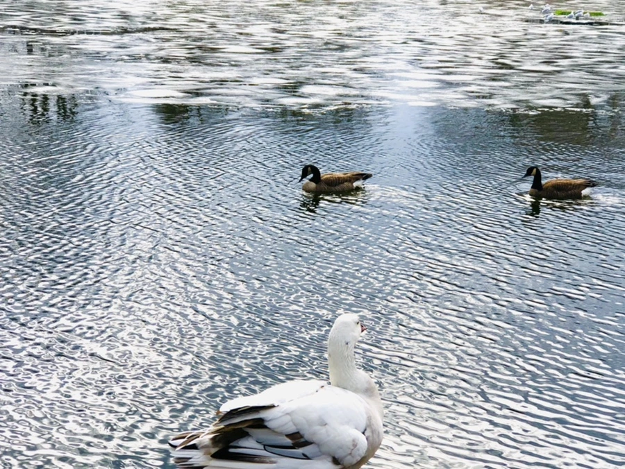 IMG_5092.jpg?type=w966