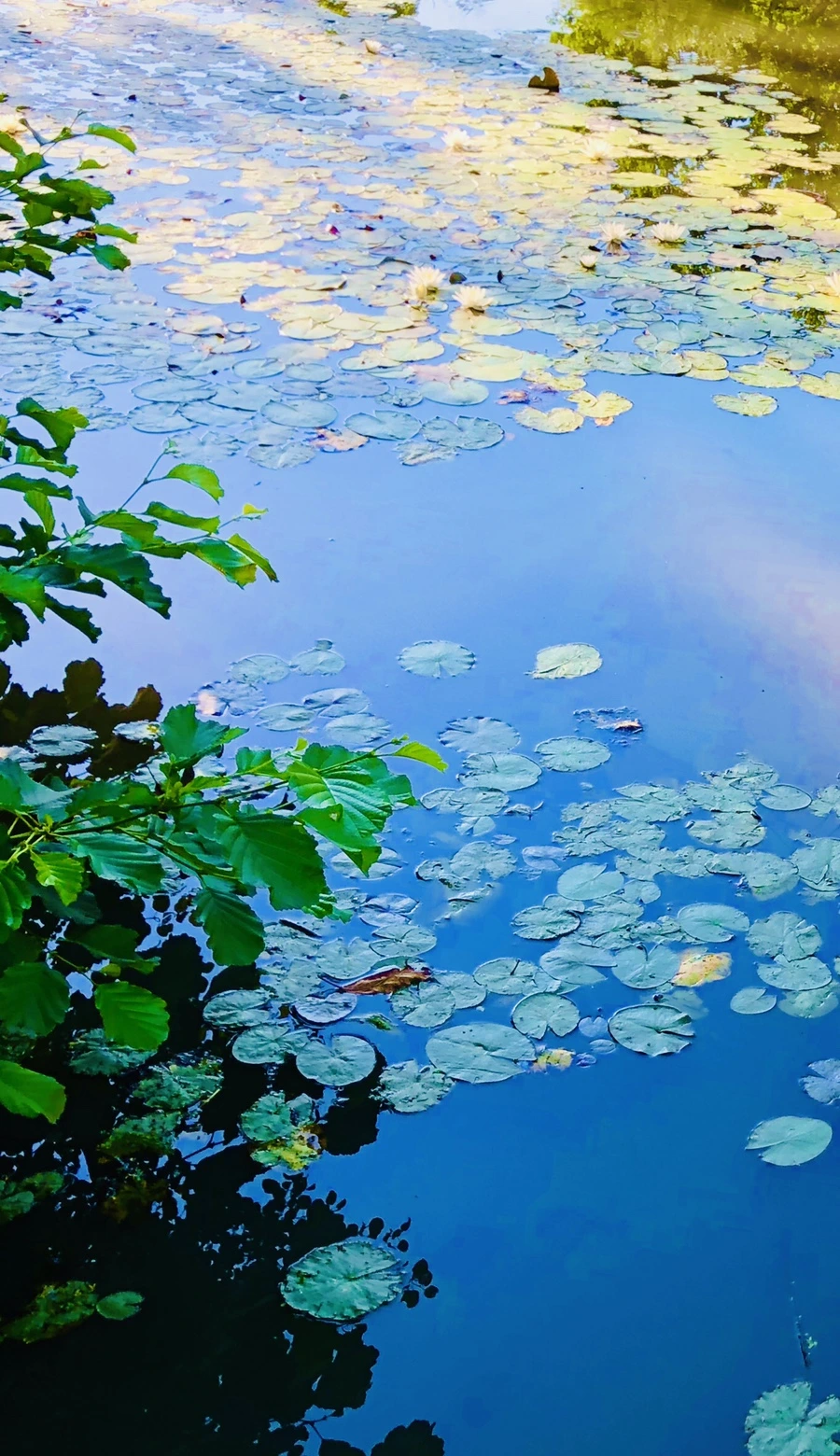 IMG_3893.jpg?type=w966