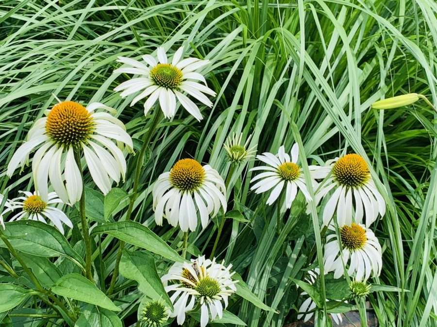 IMG_9905.jpg?type=w966