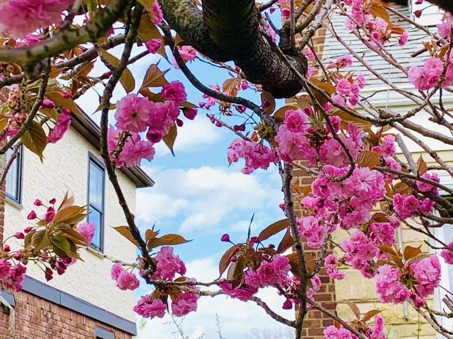 IMG_4379.jpg?type=w966