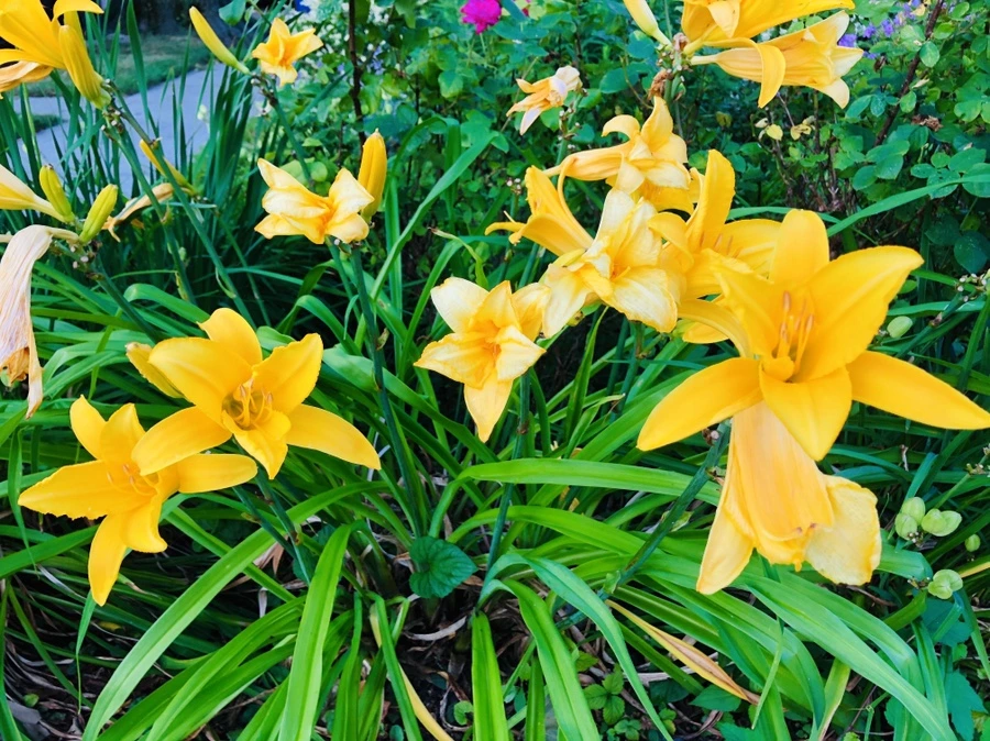 IMG_2390.jpg?type=w966