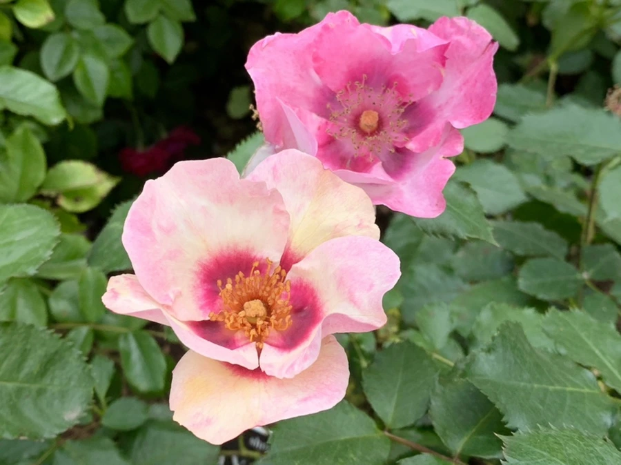 IMG_8617.jpg?type=w966