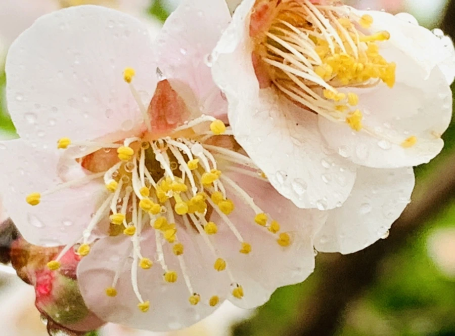 IMG_1824.jpg?type=w966