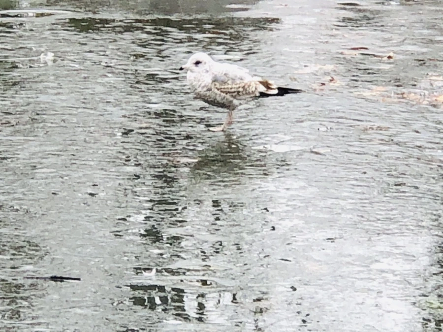 IMG_3130.jpg?type=w966