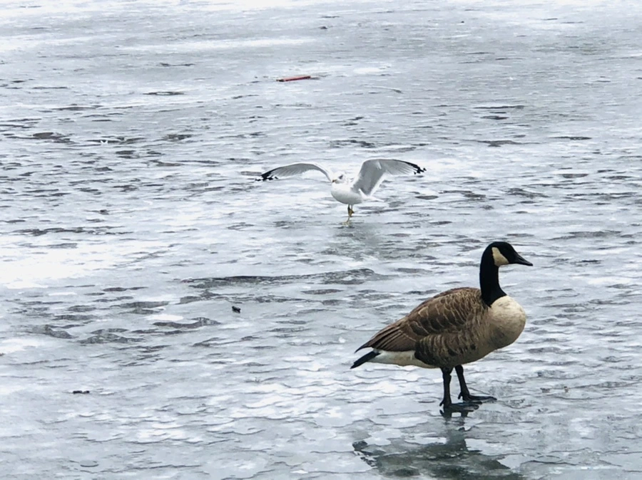 IMG_6177.jpg?type=w966