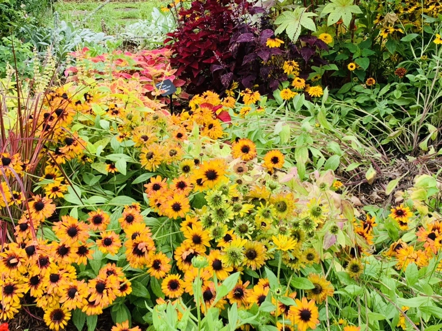 IMG_0996.jpg?type=w966