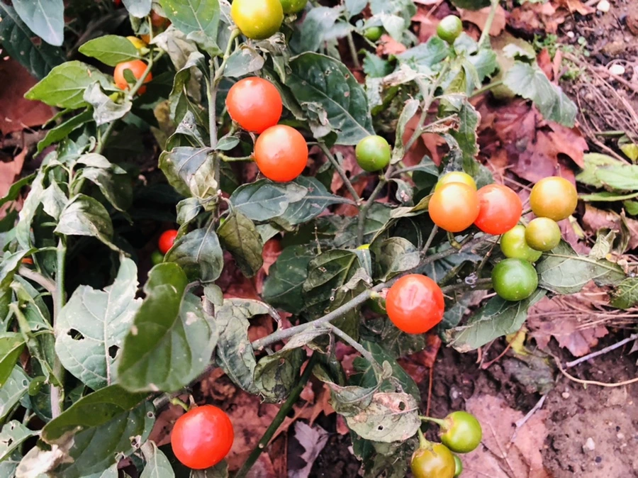 IMG_8217.jpg?type=w966