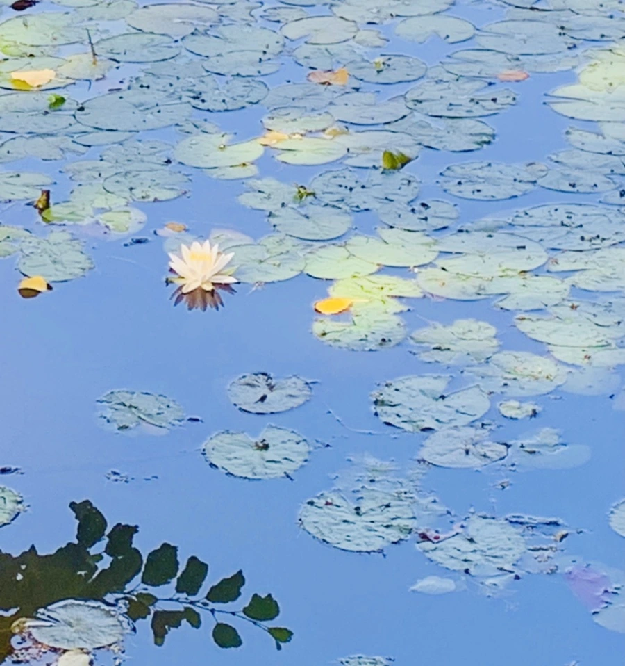 IMG_1221.jpg?type=w966