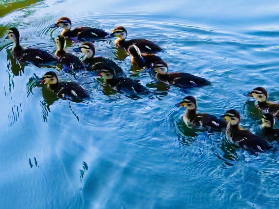 IMG_2700.jpg?type=w966