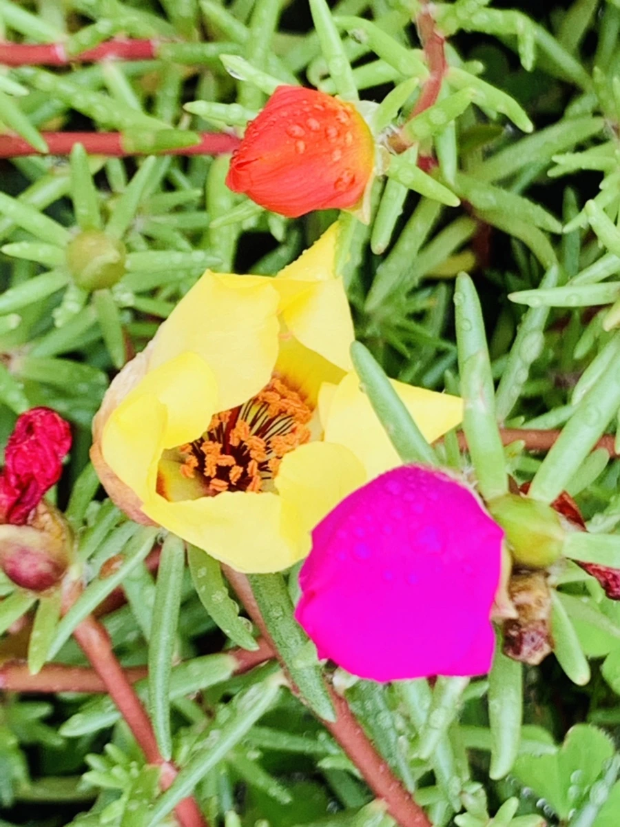 IMG_4940.jpg?type=w966