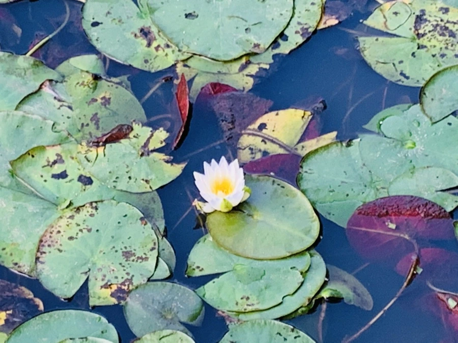 IMG_7895.jpg?type=w966