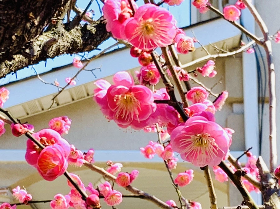 IMG_3007.jpg?type=w966