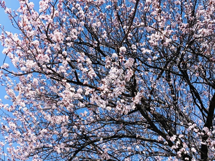 IMG_7739.jpg?type=w966