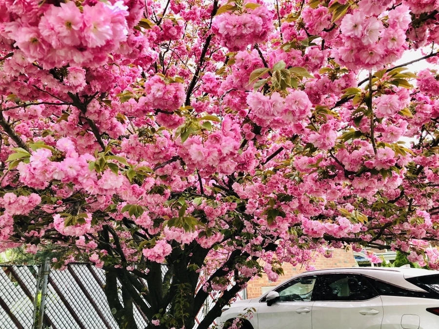 IMG_3471.jpg?type=w966