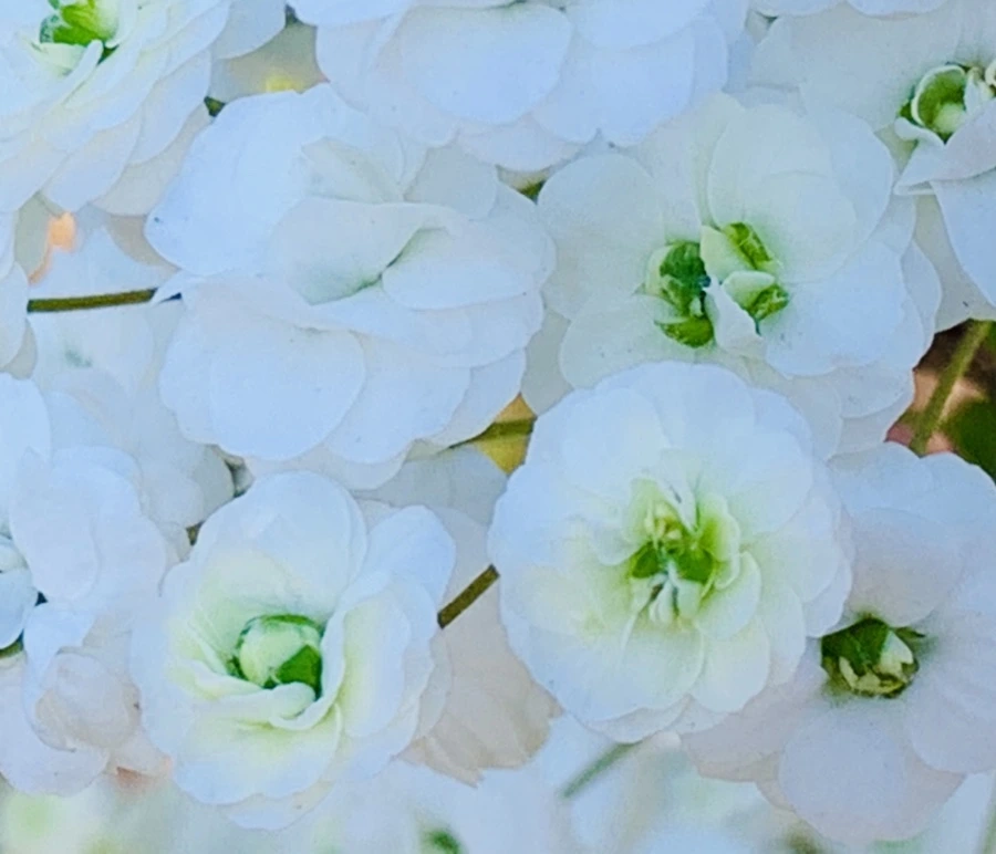 IMG_3312.jpg?type=w966