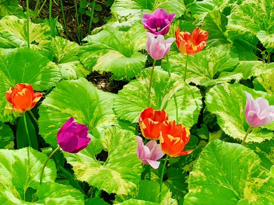 IMG_7031.jpg?type=w966