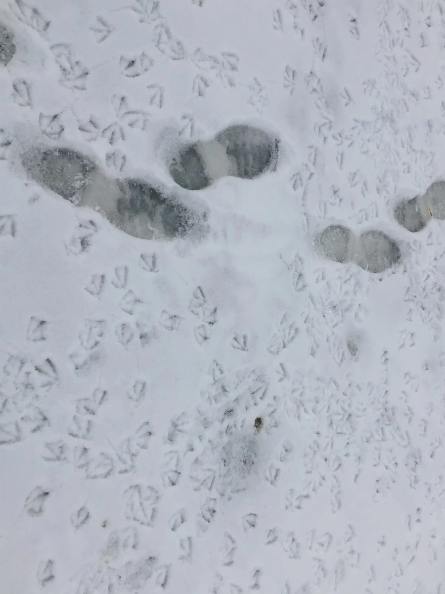 IMG_2554.jpg?type=w966