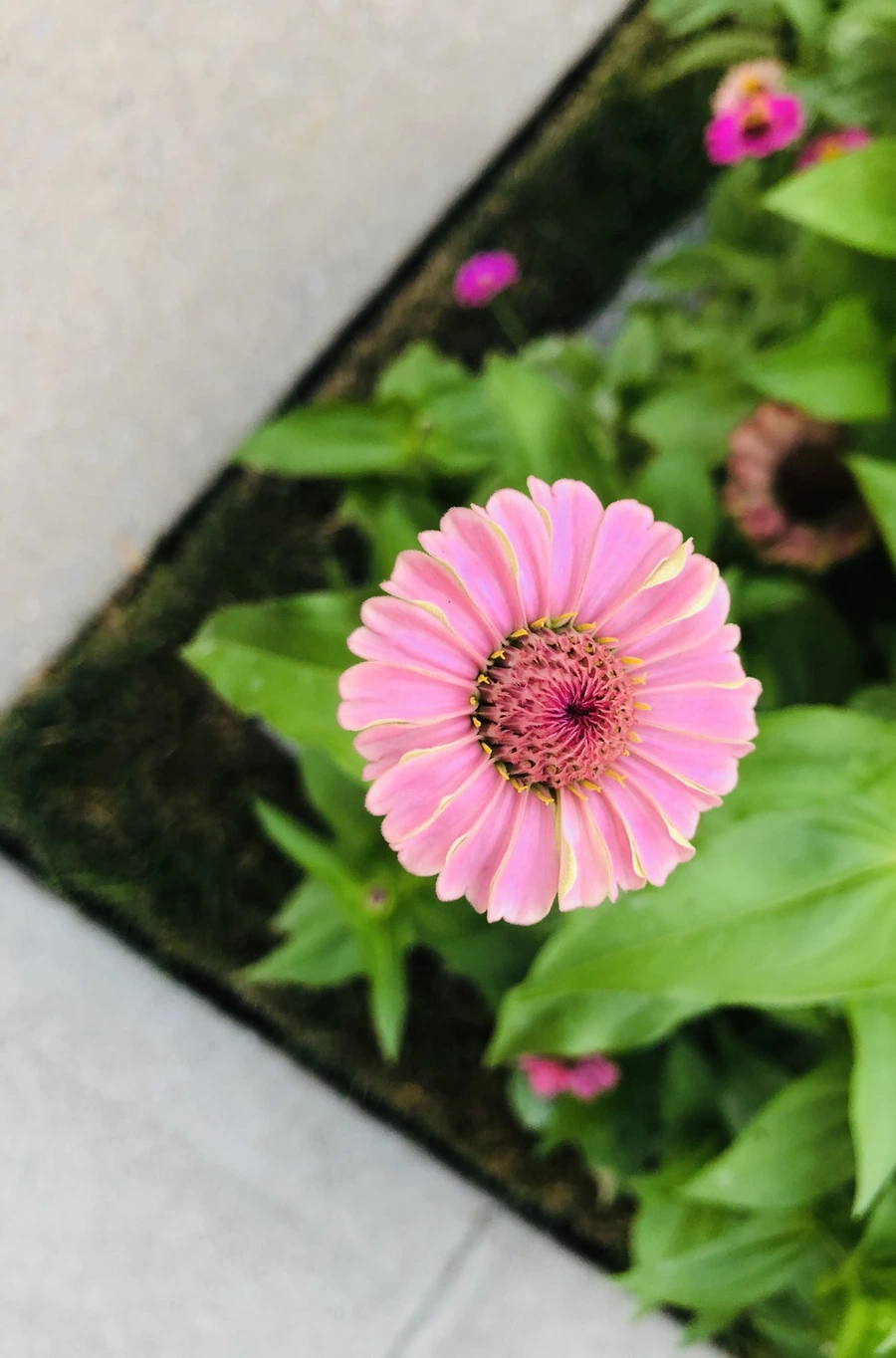 IMG_3645.jpg?type=w966