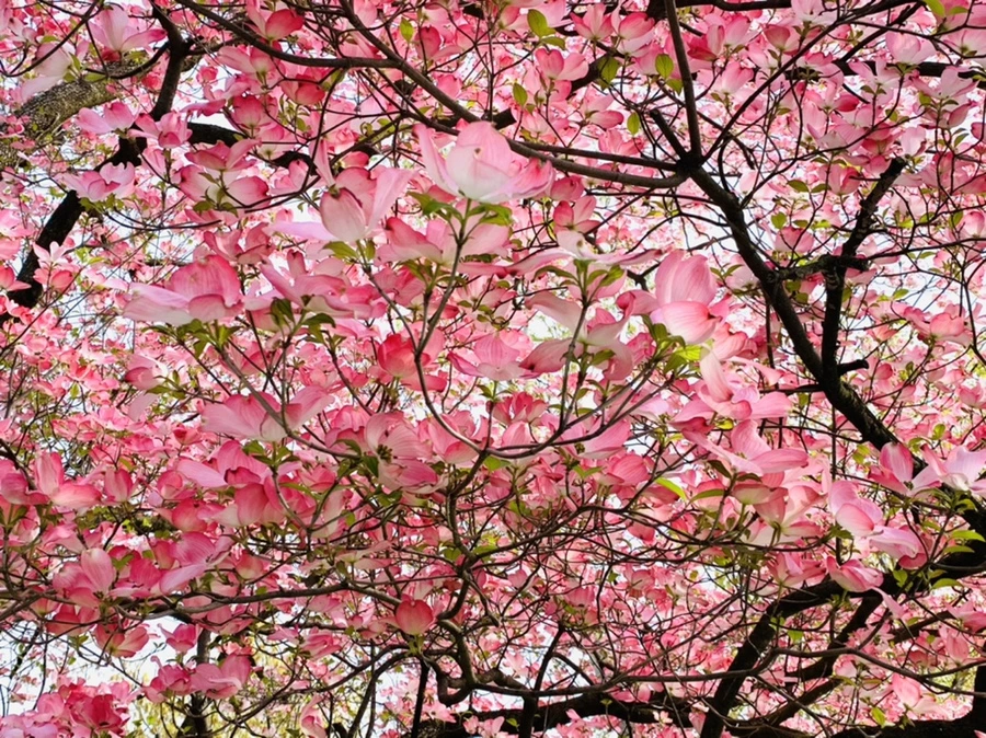 IMG_6810.jpg?type=w966