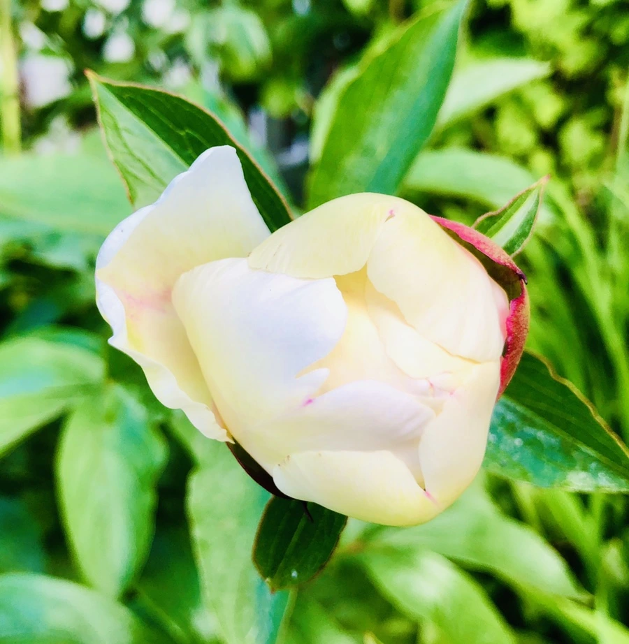 IMG_7713.jpg?type=w966