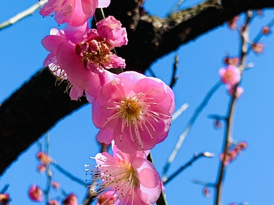 MFR2CO3z7EYPLMrFwi6DLj_ZroQ