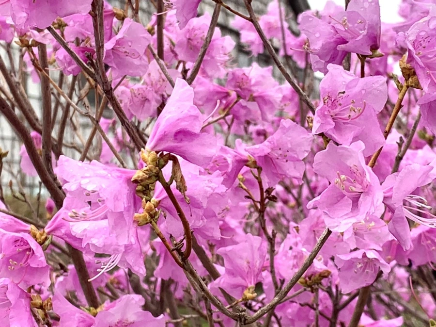 IMG_6149.jpg?type=w966