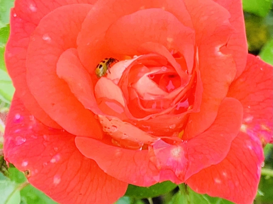 IMG_0971.jpg?type=w966