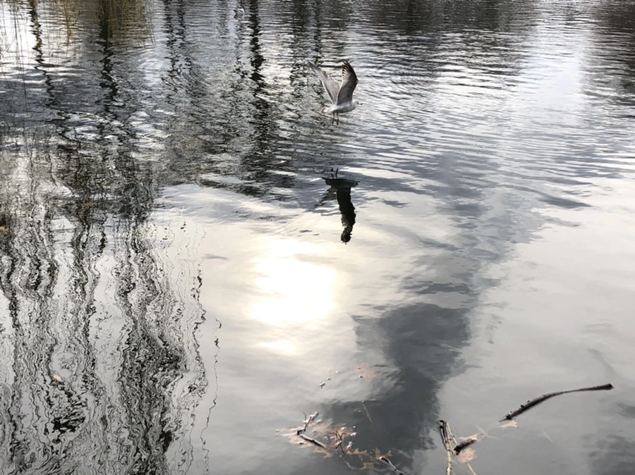 IMG_8663.jpg?type=w966